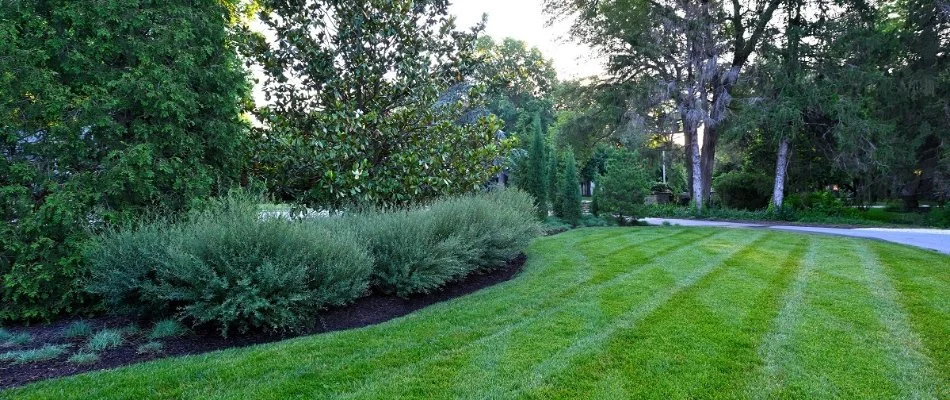 Healthy grass, trees, and shrubs in Cleveland, MO.