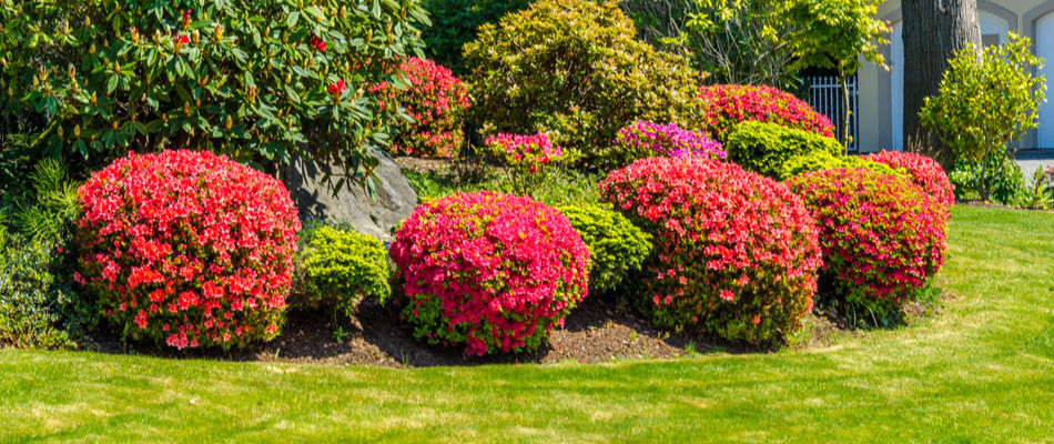 Stunning flowers and shrubs that have been trimmed and pruned.