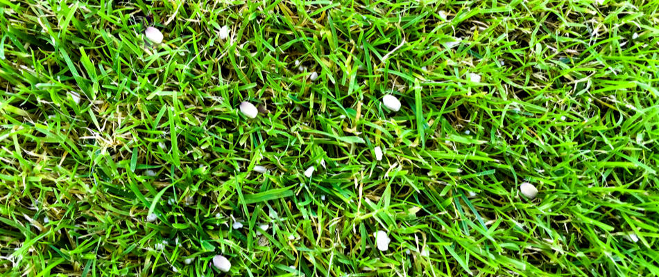 Grass up close with granular fertilizer applied to it near Overland Park, KS.
