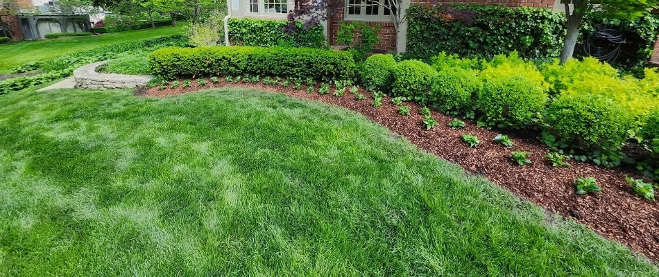 Lush green grass beside a row of shrubs in Paola, KS.