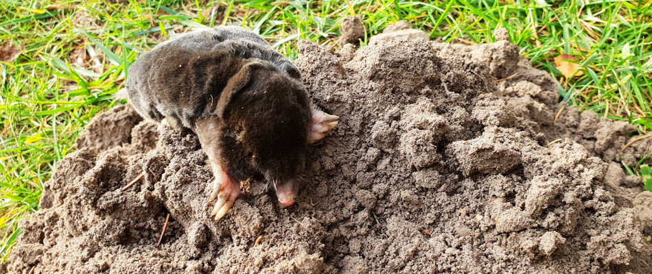 Mole resting on the top of a destructive mound in Overland Park, KS.