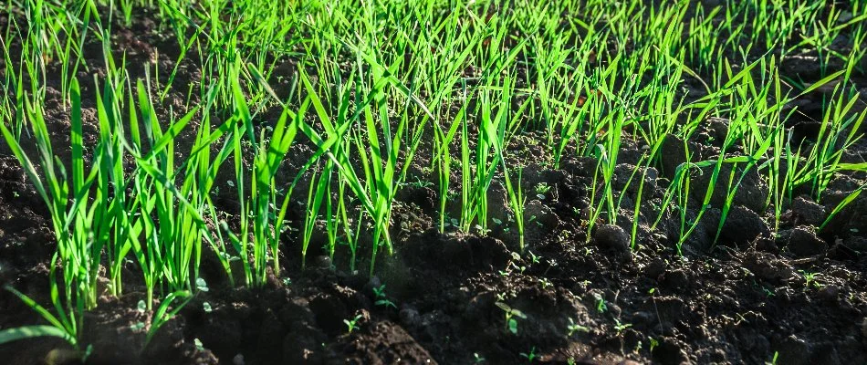 New, green grass growth in soil in Overland Park, KS.