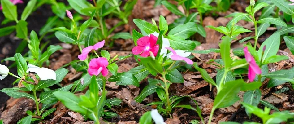 Pink and white flowers in a mulched landscape in Overland Park, KS.