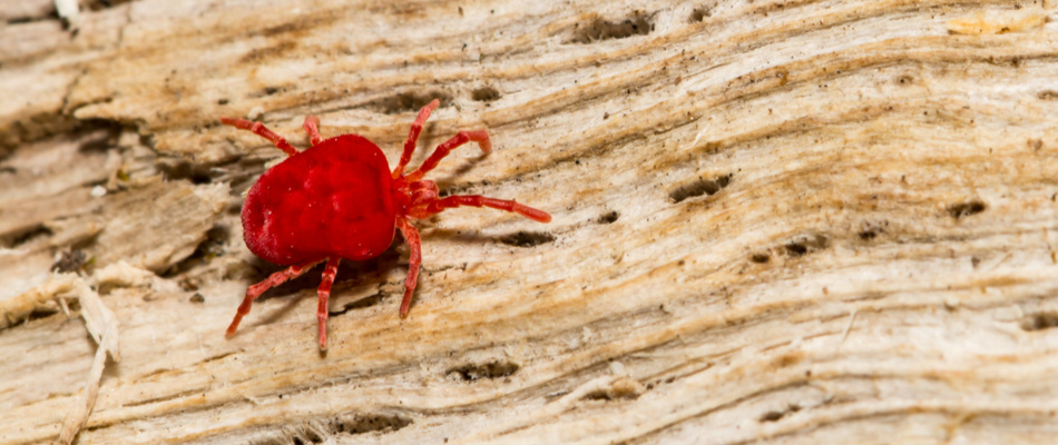A gross tiny red chigger crawling on a tree in Mission Hills, KS.