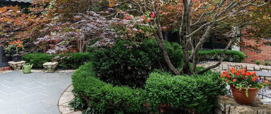 Shrub around a tree in Greenwood, MO.