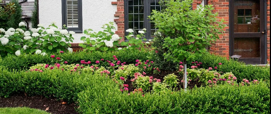 Shrubs and flowers on a landscape in Wea, KS.