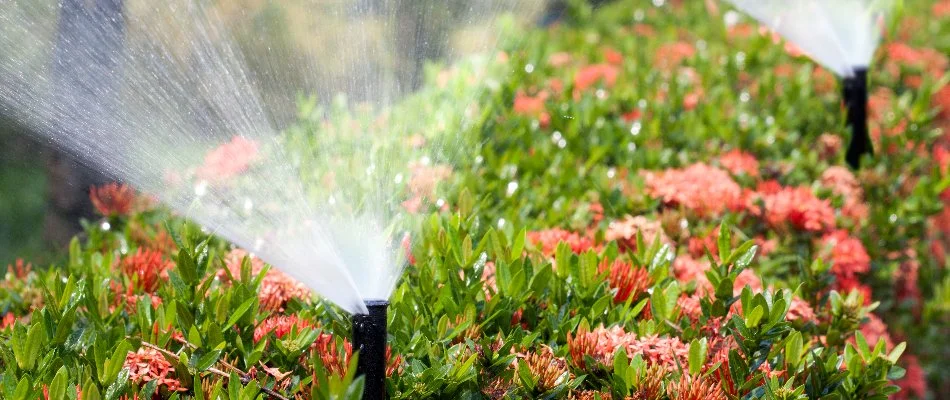 Sprinkler heads on a shrub in Lee's Summit, MO, with flowers.