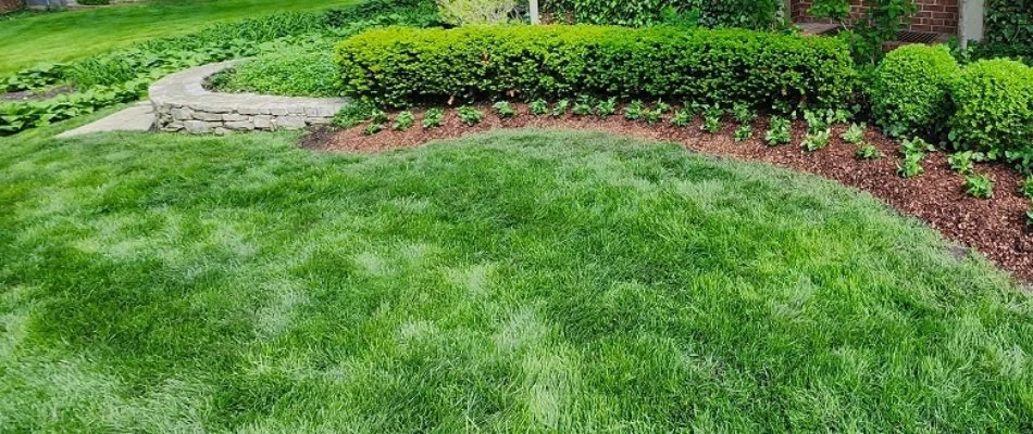 Thick, green lawn in Greenwood, MO, by a landscape with shrubs.