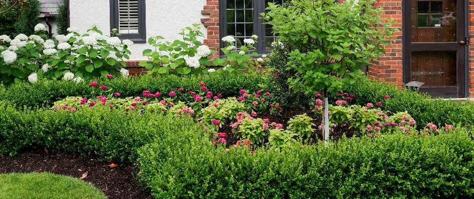 Plants with pink flowers and mulch in a landscape bed in Overland Park, KS.