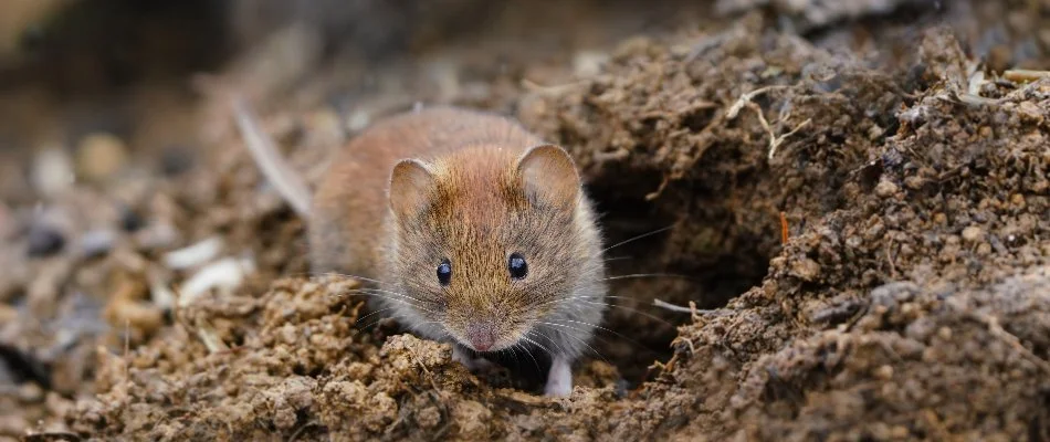 Vole on the ground.