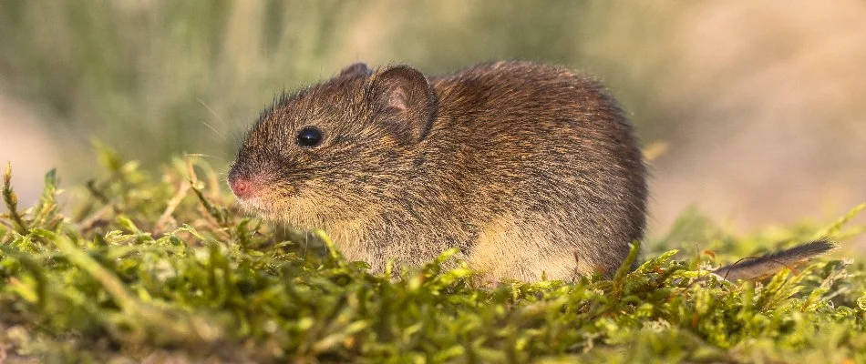 Vole standing on a lawn in Overland Park, KS.