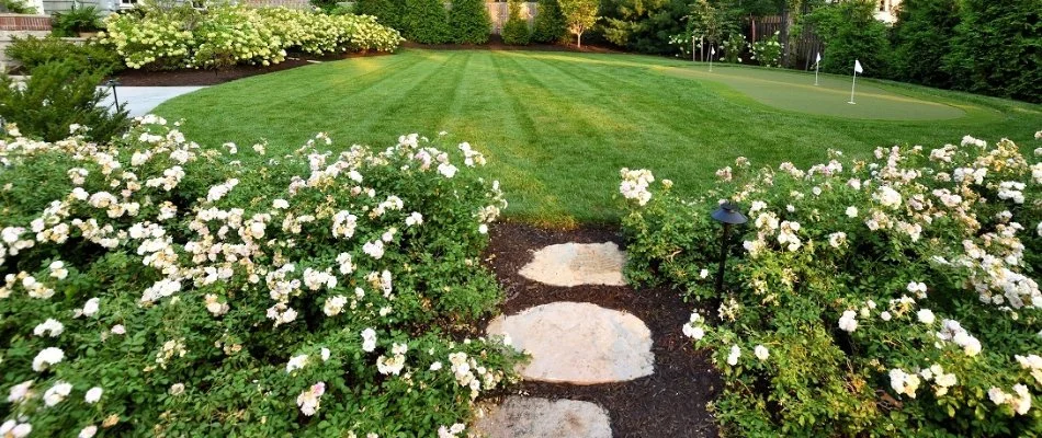 White flowers on a landscape in Paola, KS, near a green lawn.