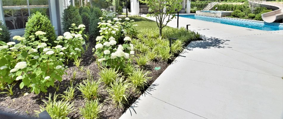 White hydrangeas and mulch in a landscape in Belton, MO.