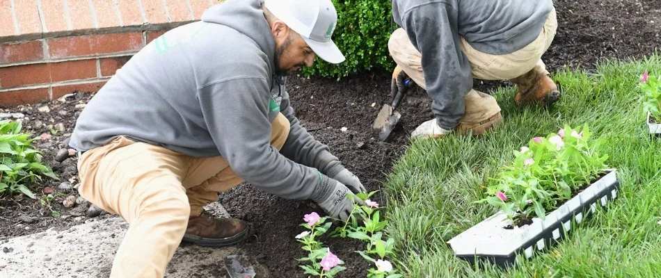 Workers installing annual flowers in a landscape in Overland Park, KS.